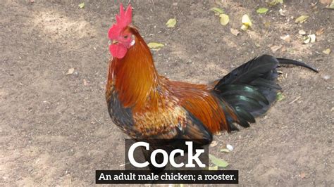 cock